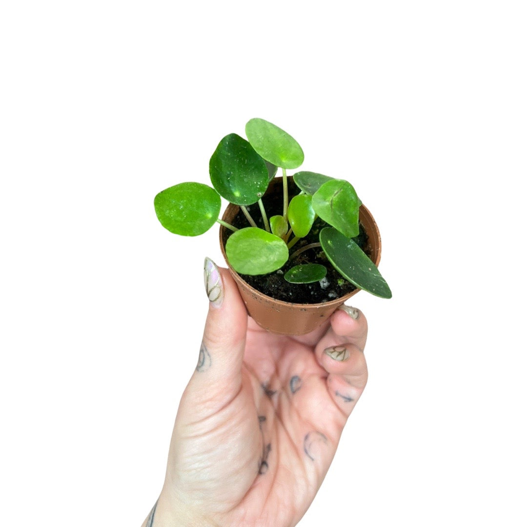 Pilea | Peperomiodies Money Plant