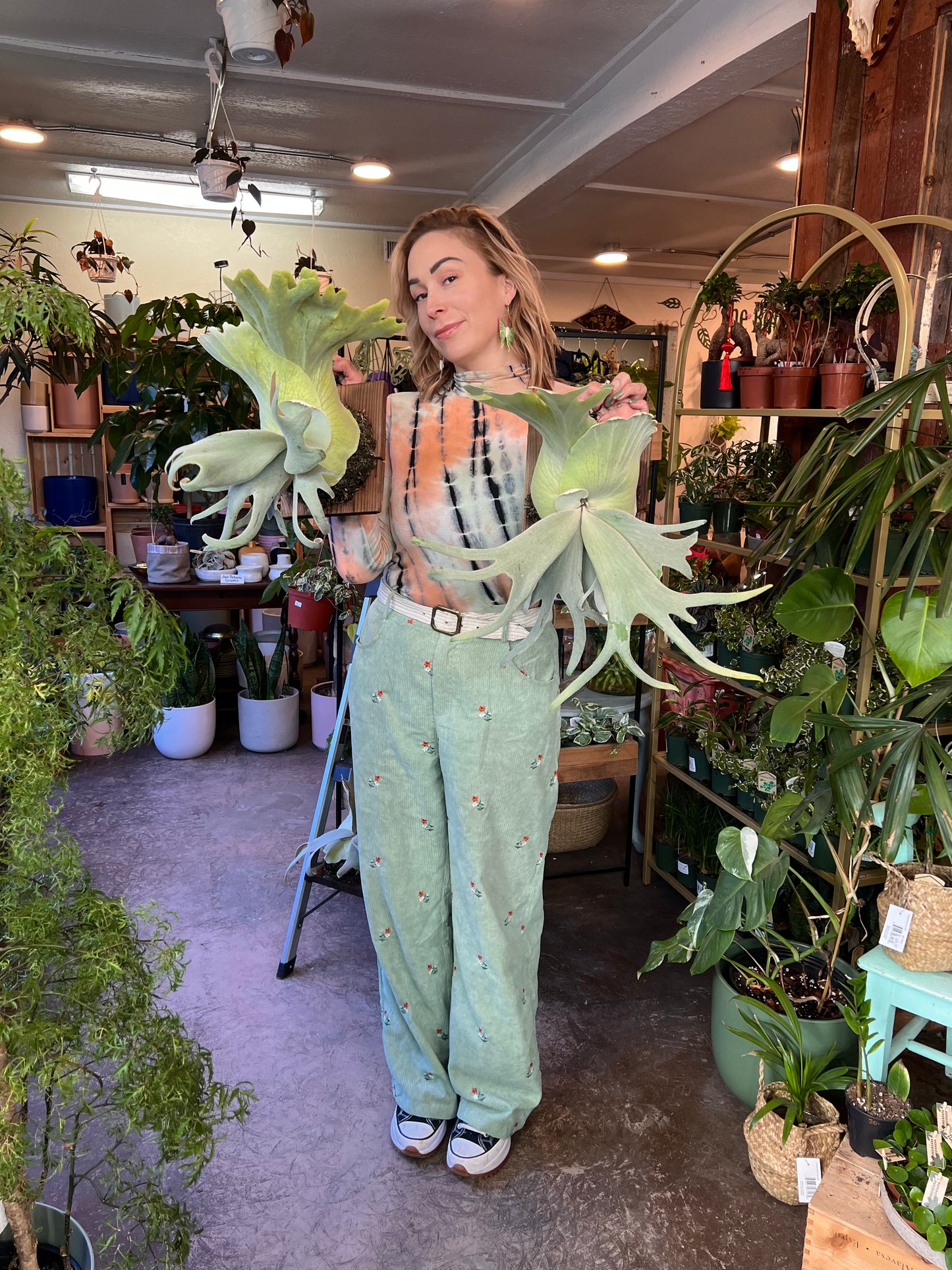Fern | Staghorn Mount Willinikii