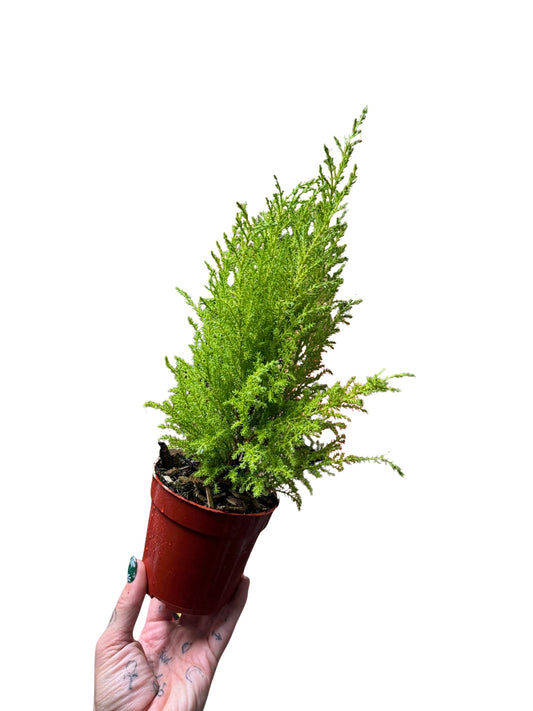 Cypress Lime