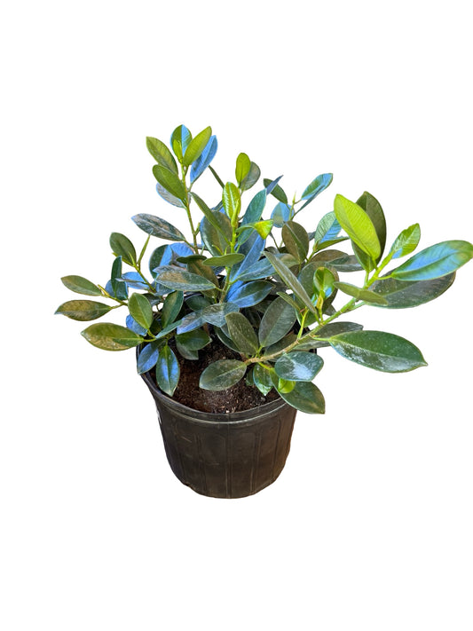 Ficus | Green Island 10"