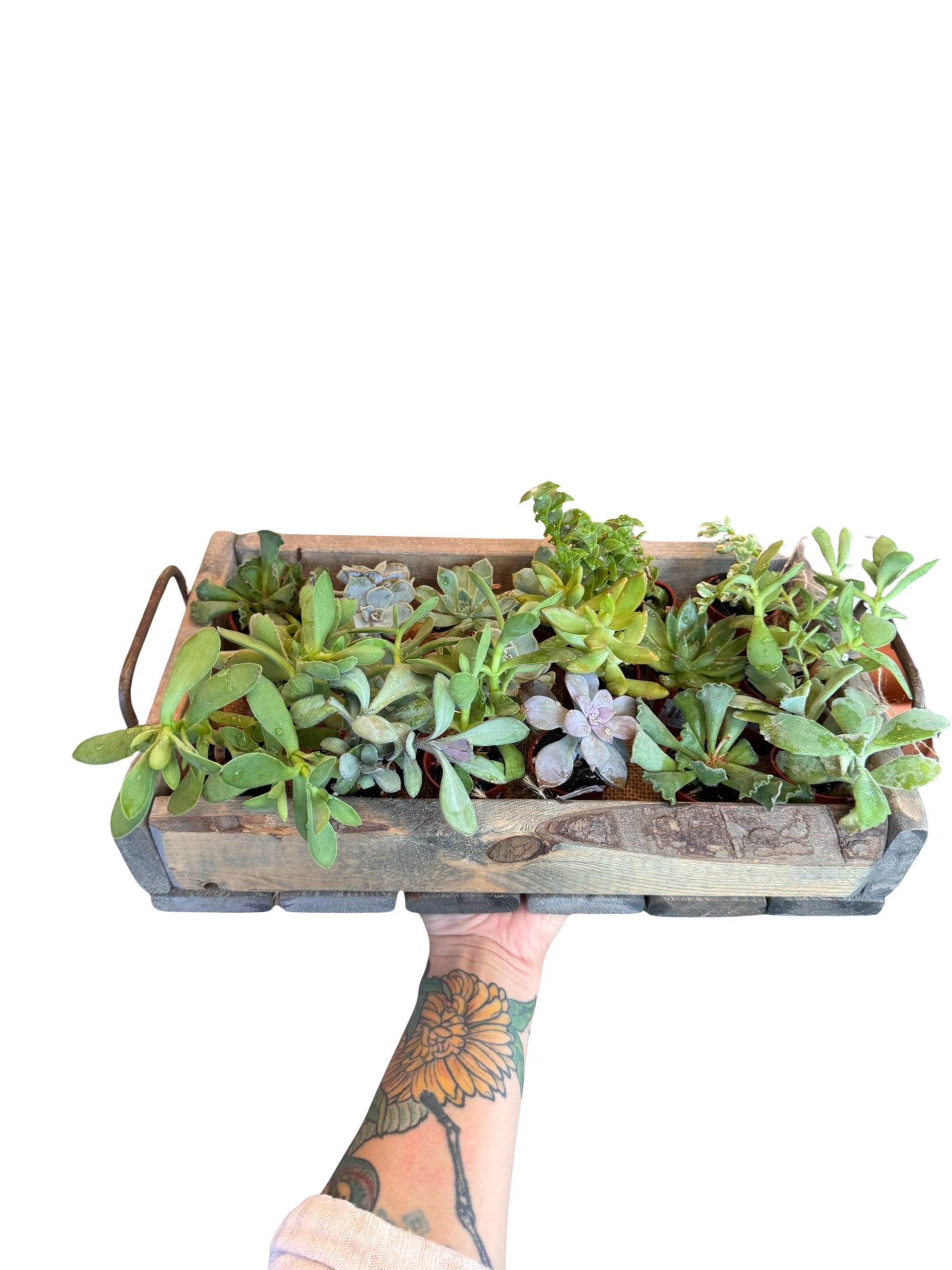succulent plants calgary 2” Succulent Mix Species – The Botanist Calgary