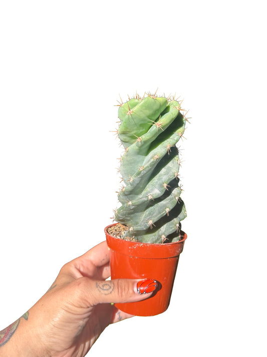 Cactus Spiral 3.25”