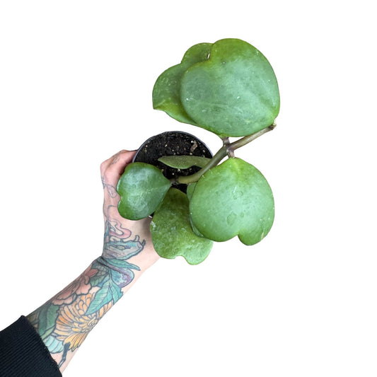Hoya | Kerrii Green