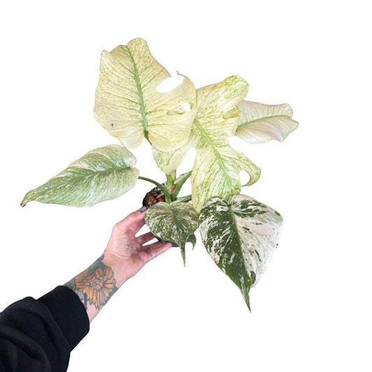 Monstera| Mint 6”