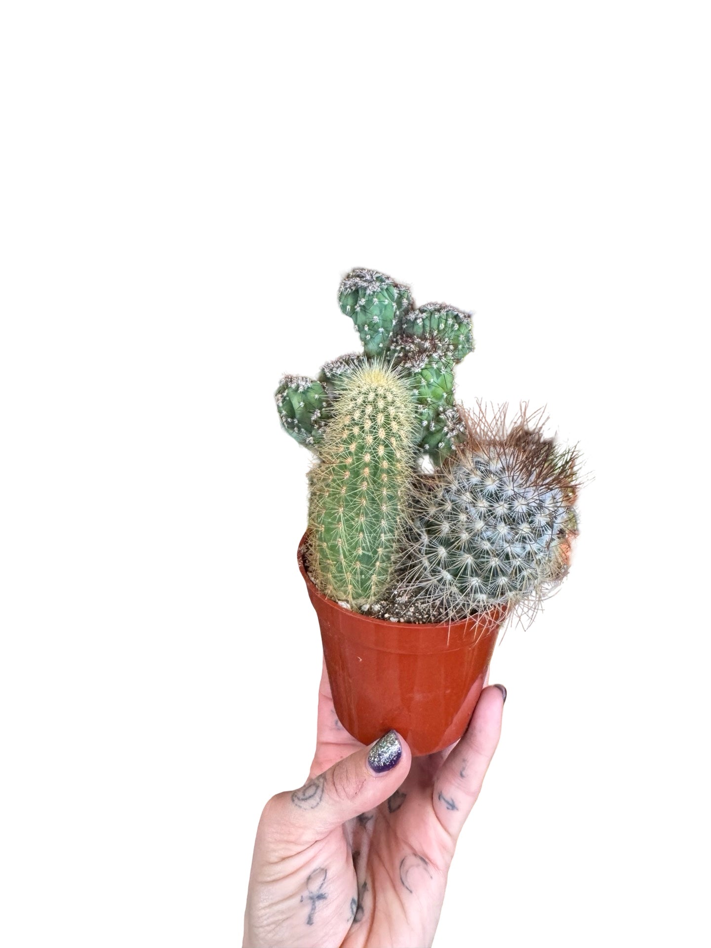 Cactus Combo Mix  3.25"