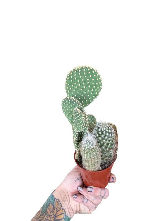 Cactus Combo Mix  3.25"