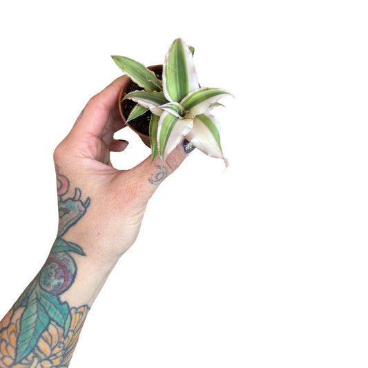 Cryptanthus | Earth Stars 2"