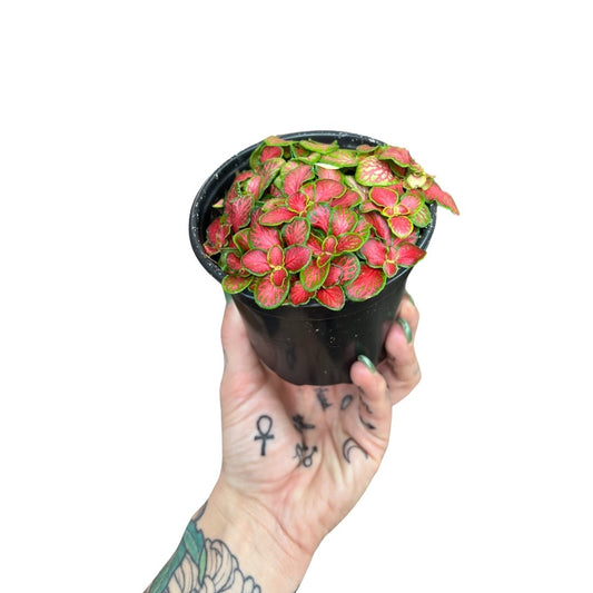 Fittonia |  Jade Red 4”