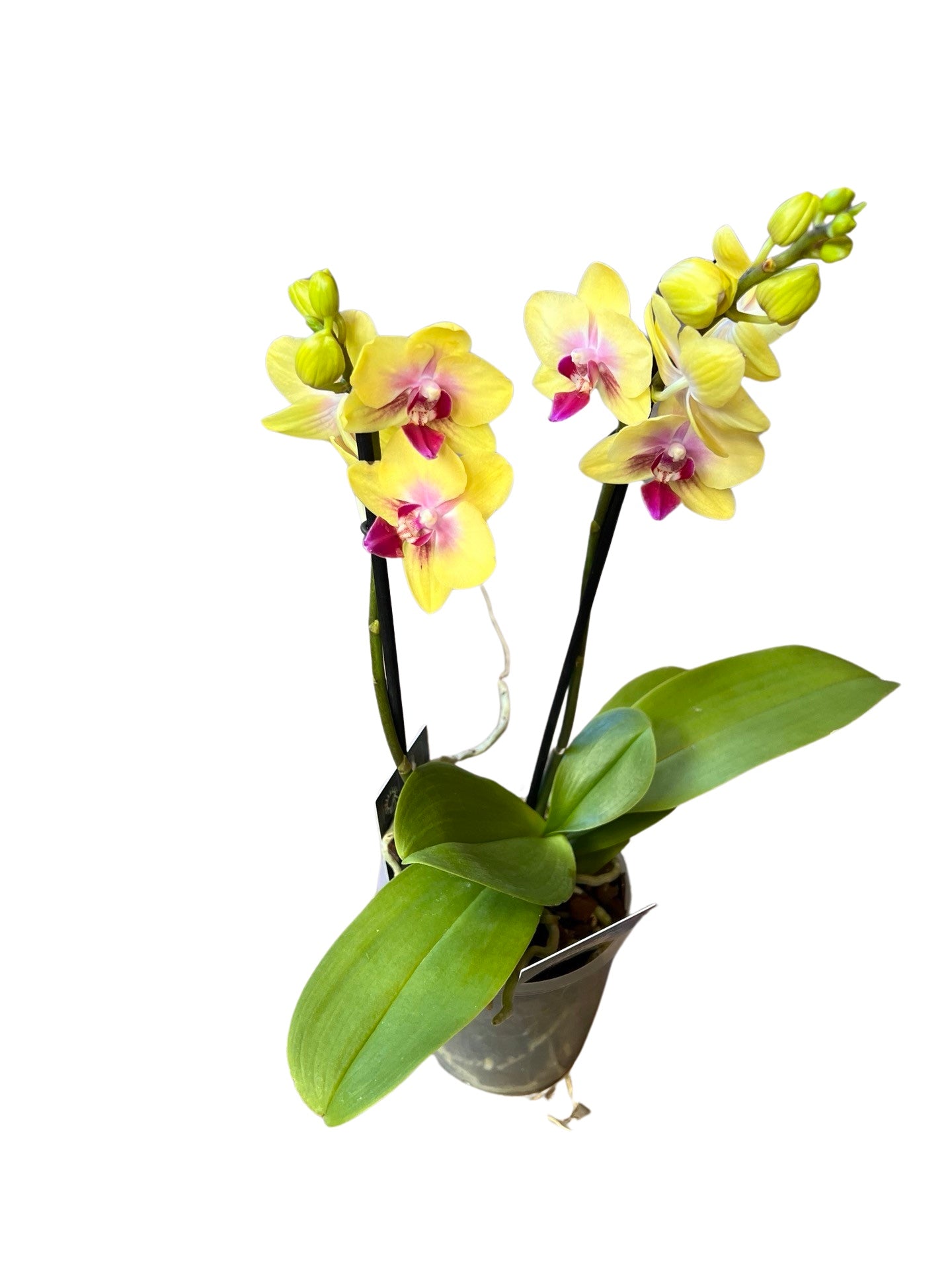 Orchids | 5 “ Mini Double Stem  Phalaenopsis