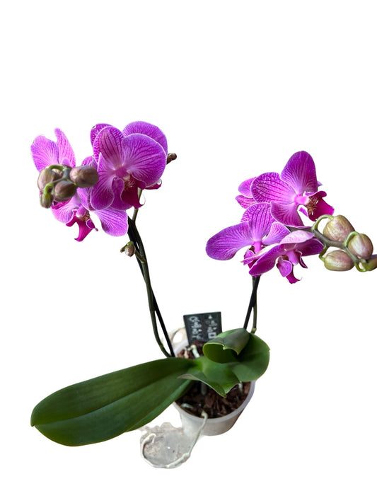 Orchids | 5 “ Mini Double Stem  Phalaenopsis