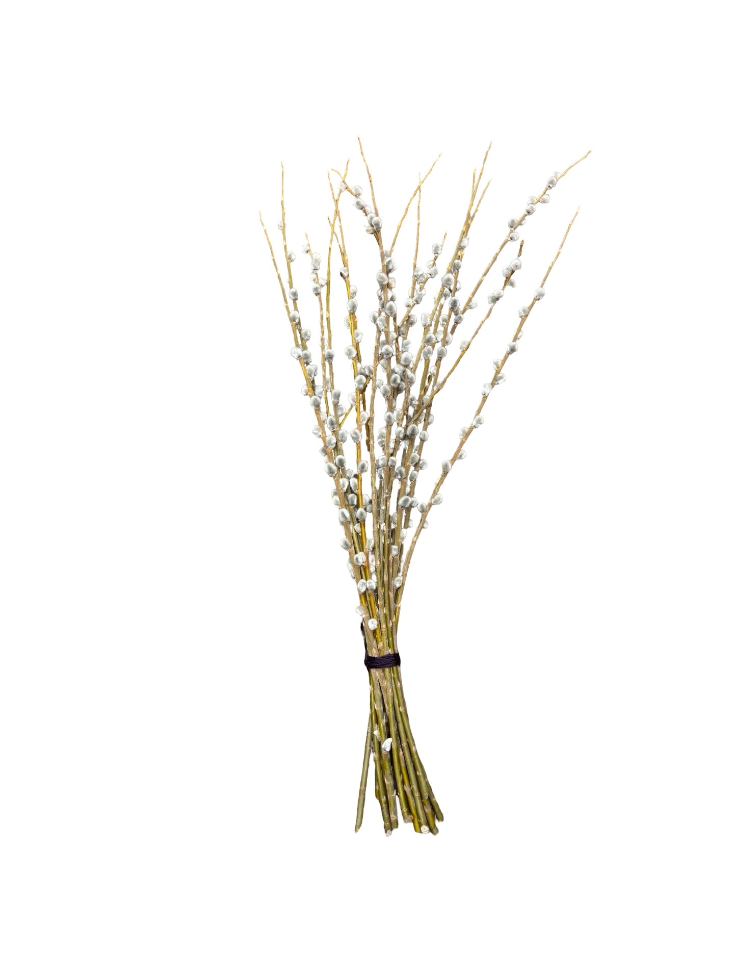 Pussy Willow