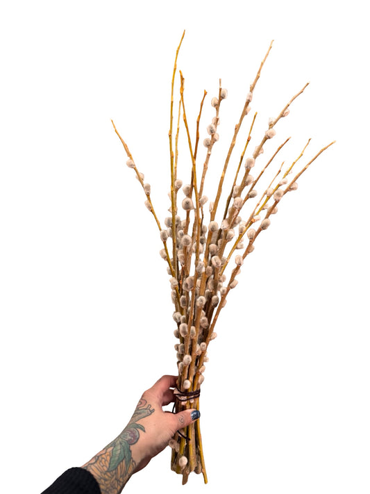 Pussy Willow