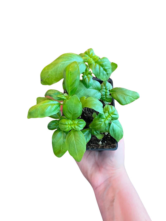Basil | Garden Seedling