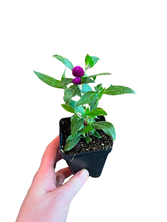 Gomphrena 4"| Garden Seddling