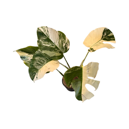 Monstera| Albo *Rare*