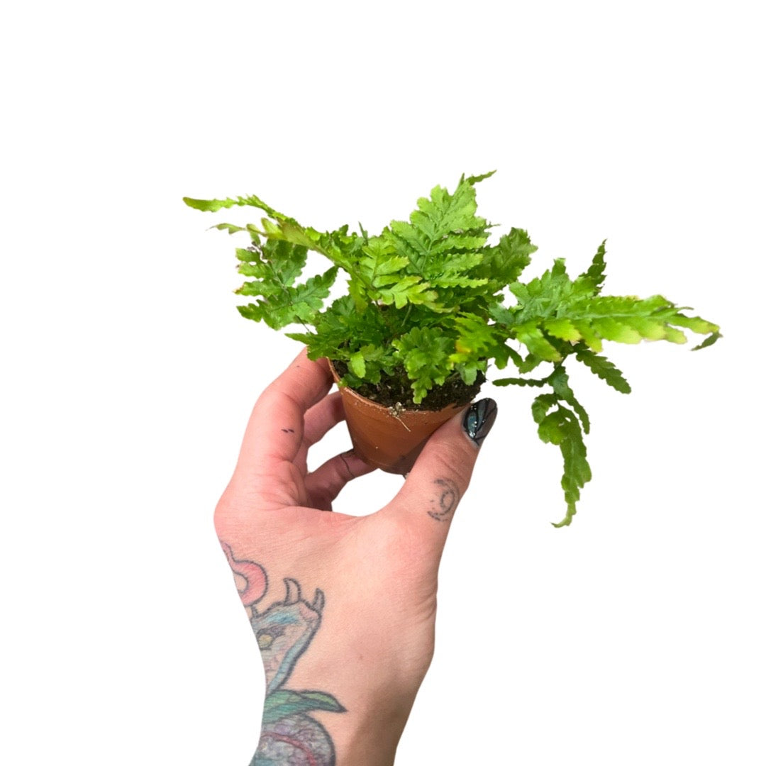 2” Fern Autum Fern
