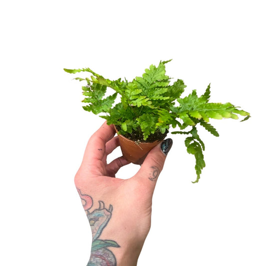 2” Fern Autum Fern