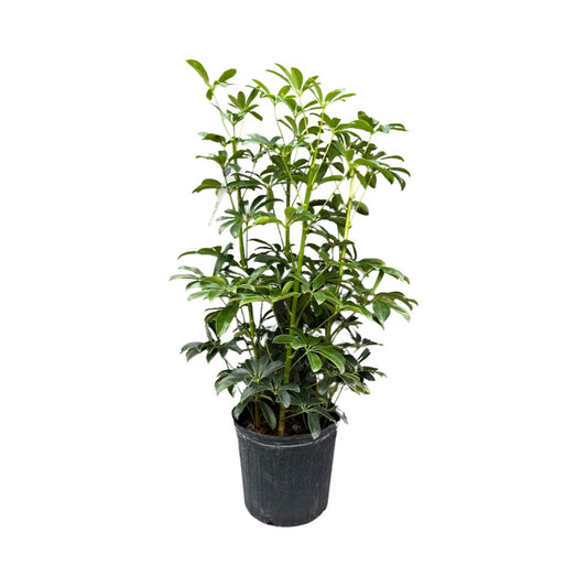 Schefflera | Hawaiian