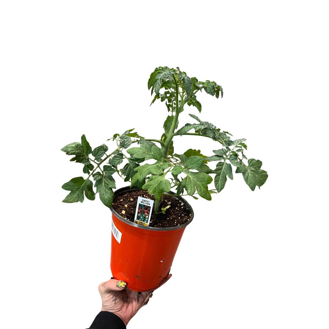 Tomato | Garden Seedling