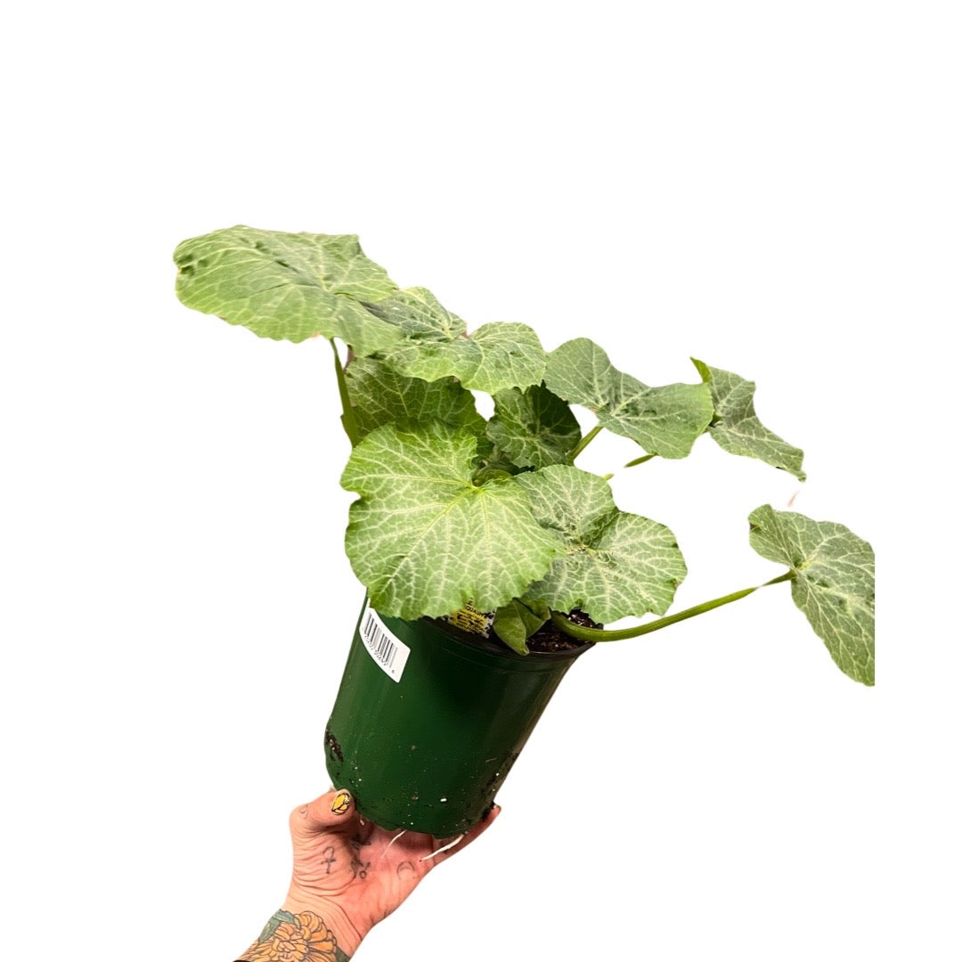 Zucchini  | Garden Seedling