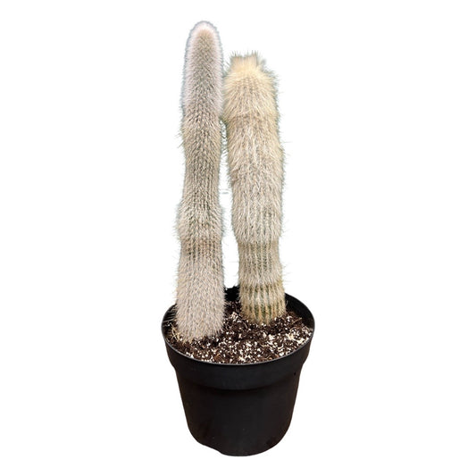 Cactus | Silver Torch