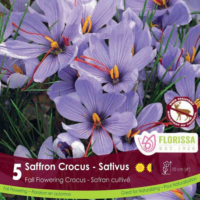 Crocus | Saffron Sativus 5 pk
