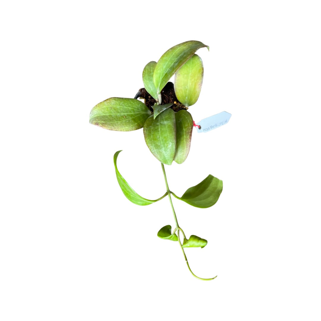 Hoya | Merrilli Long Leaf