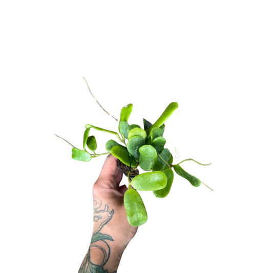Hoya | Rotundifolia