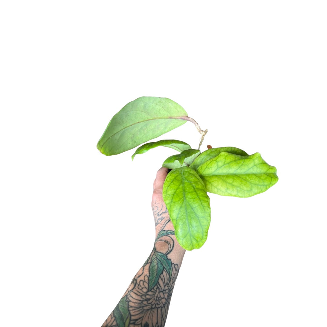 Hoya | Villenoides