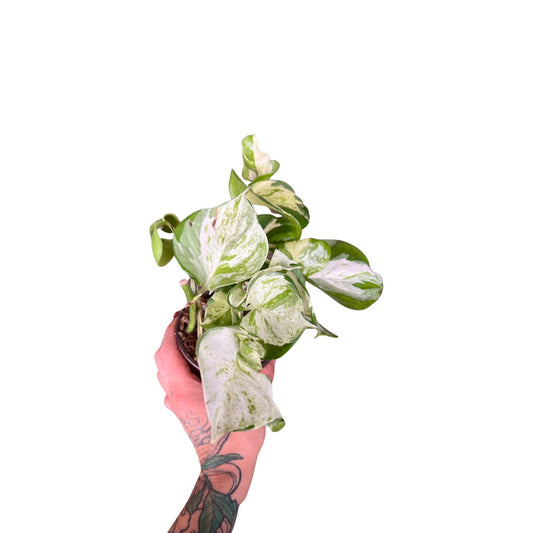Pothos | Manjula
