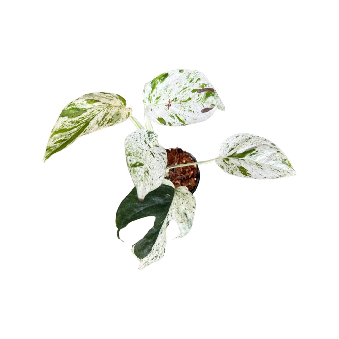 Pothos | Epiprenmum Marble
