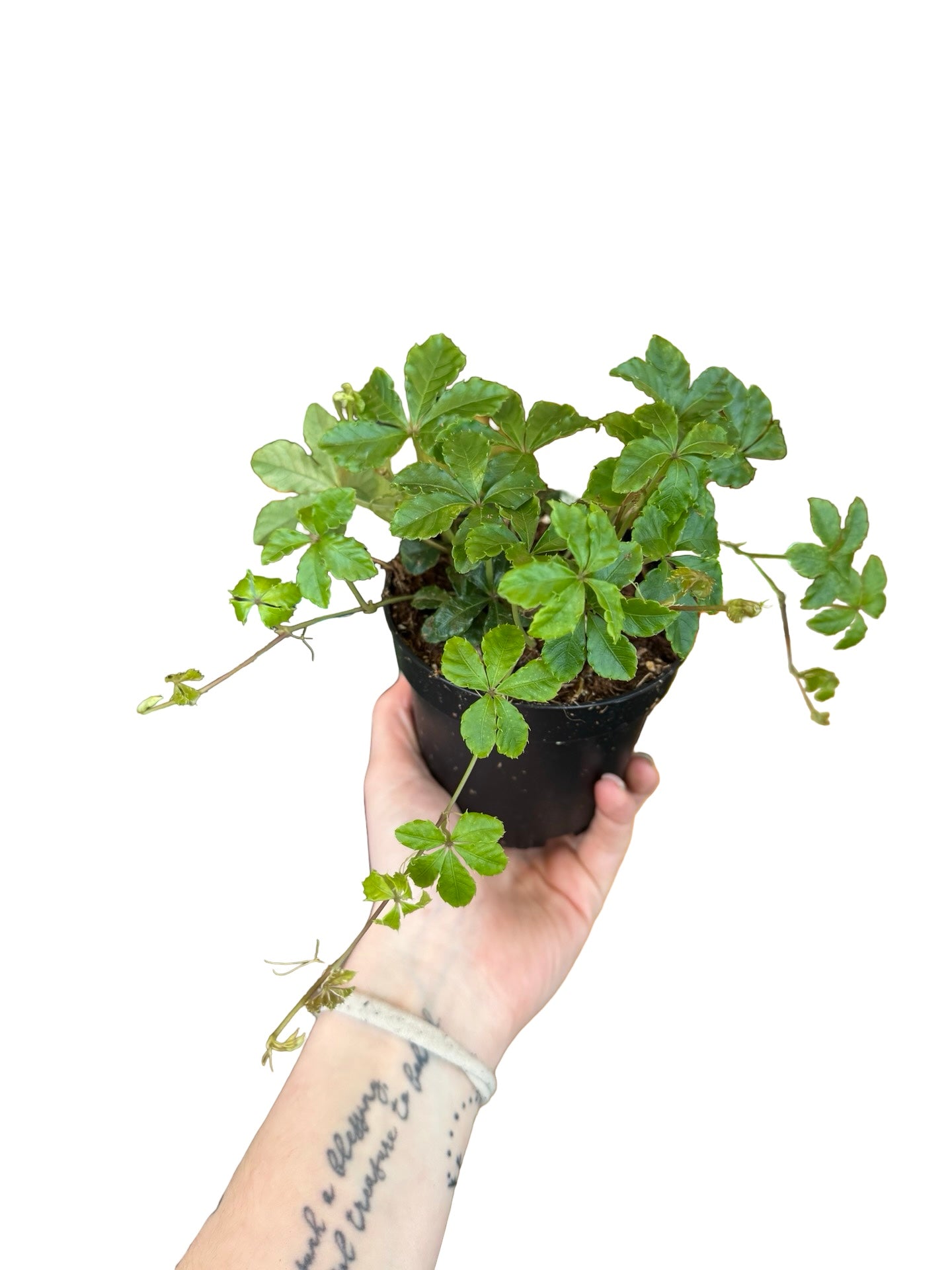 Parthenocissus | Sugarvine