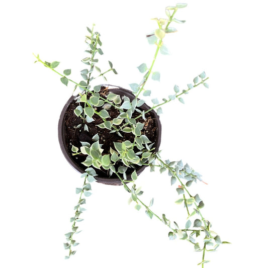 Dischidia | Ruscuifolia