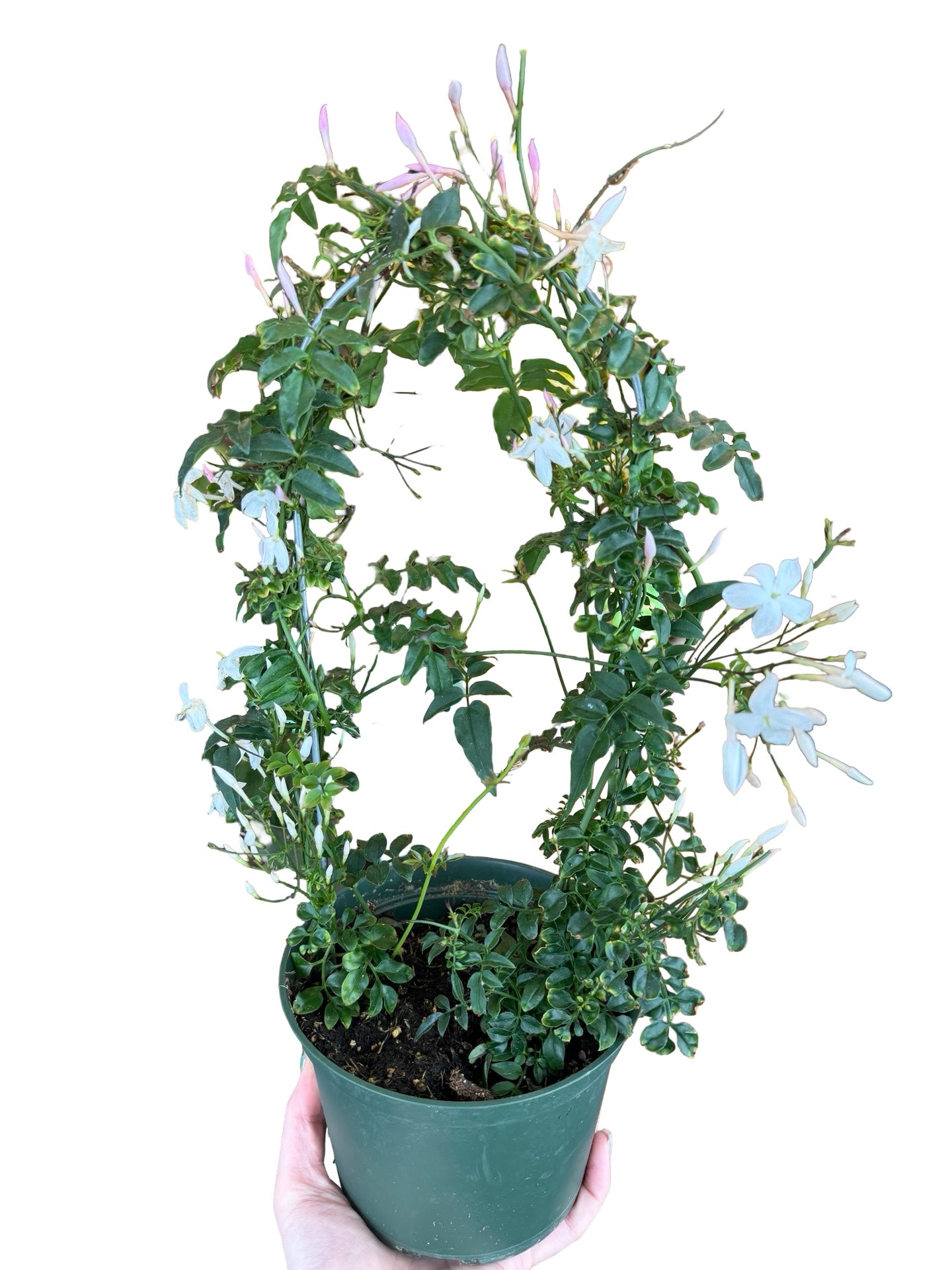 Jasmine Polyanthum
