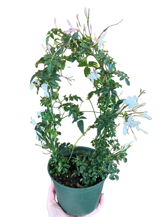 Jasmine Polyanthum