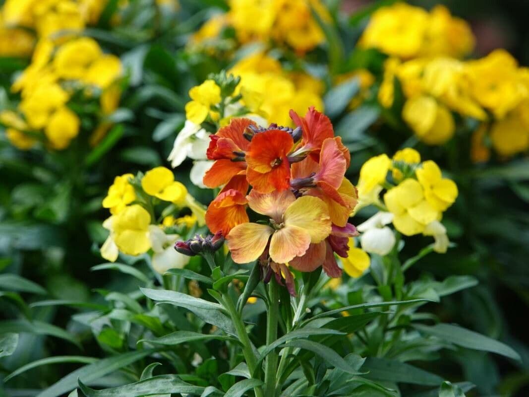 W - Wallflower