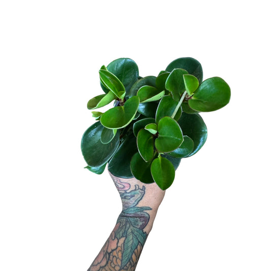 Peperomia | Red Edge