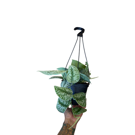 Pothos | Silver Splash 6" HB