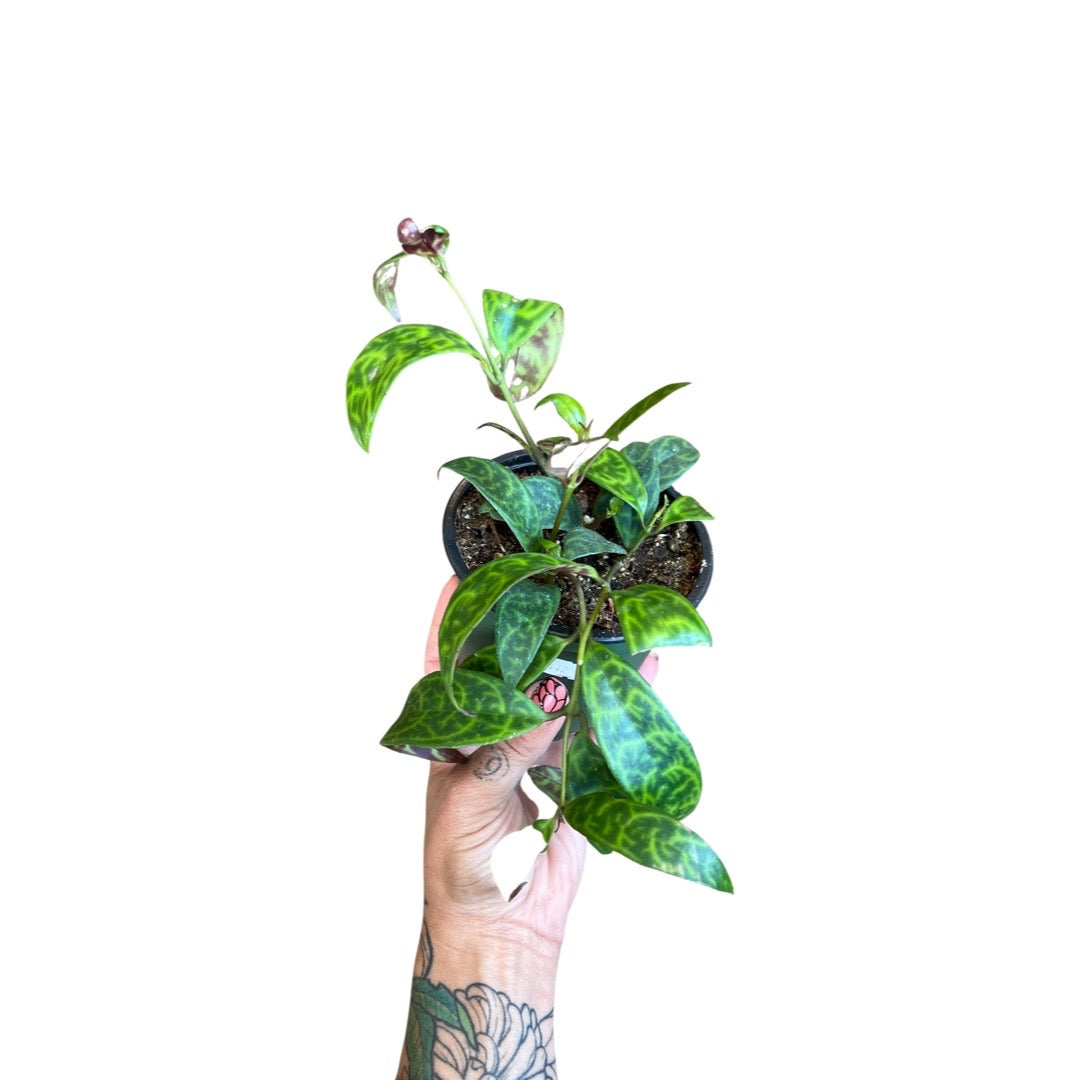 Lipstick Plant | Black Pagoda