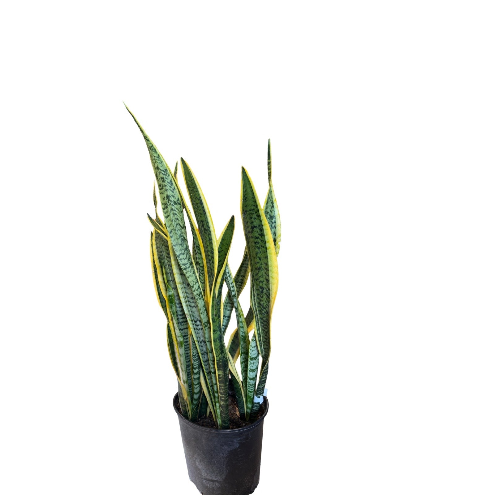 snake plant calgary Snake