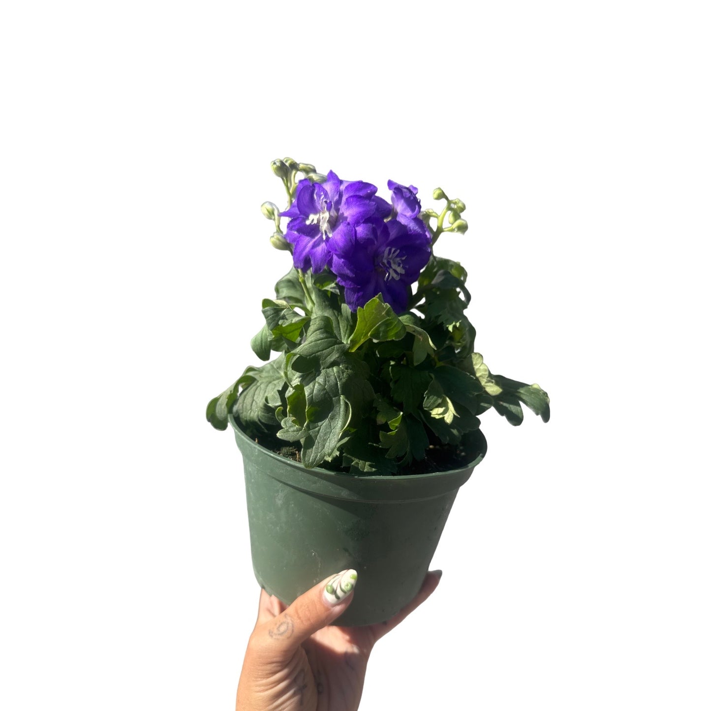 Delphinium Mix | Garden Seedling