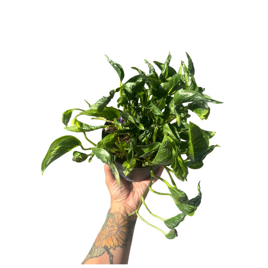 Pothos | Epipremnum shangri la