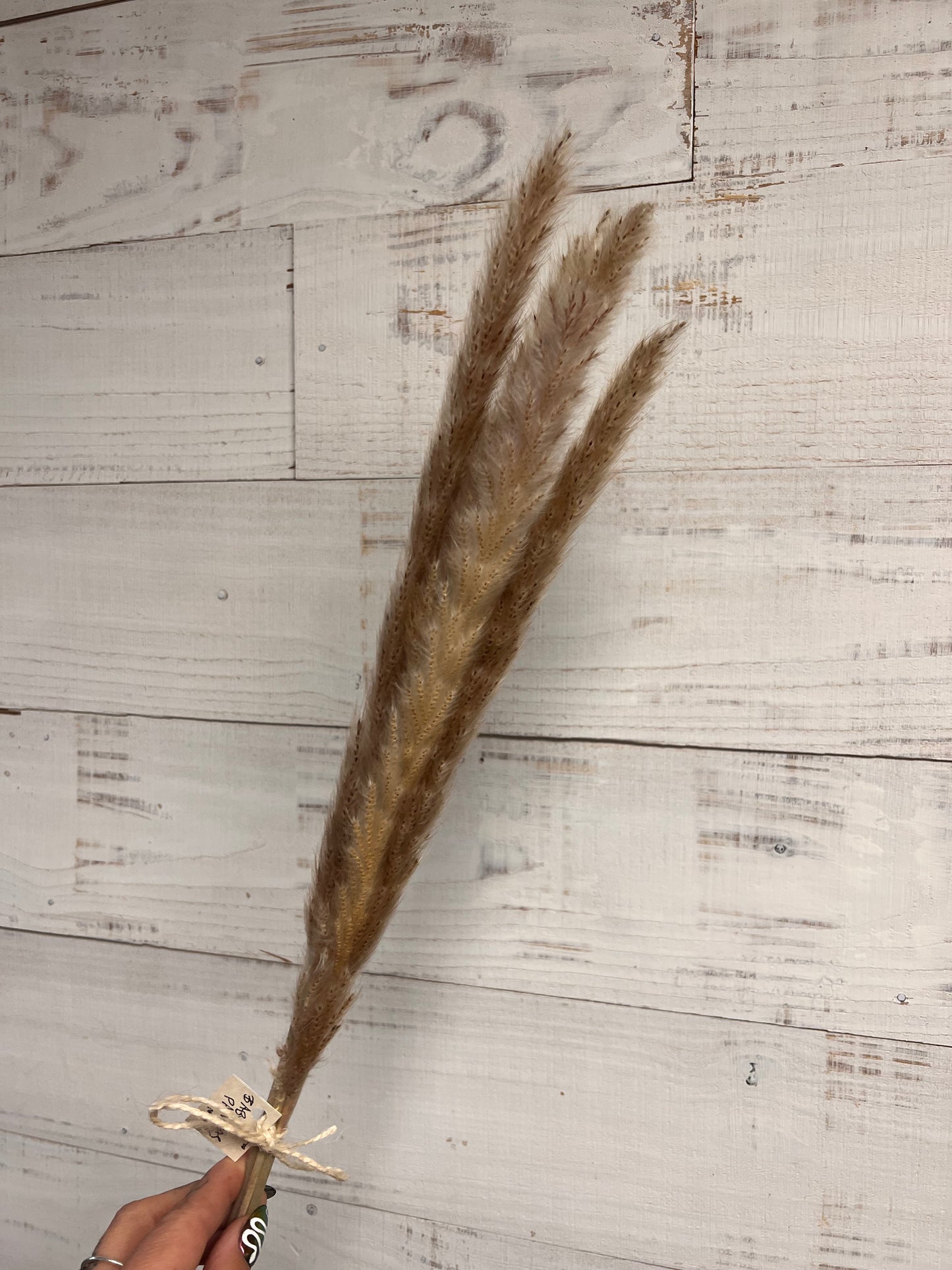 Dried & Preserved Floral | Baby Pampas Grass | Mini Cobb