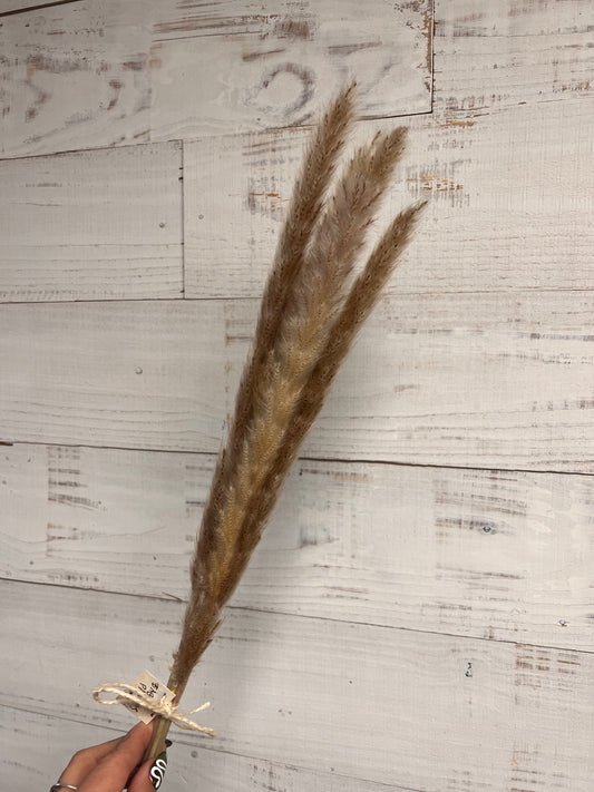 Dried & Preserved Floral | Baby Pampas Grass | Mini Cobb