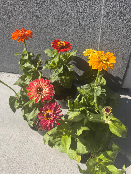 Zinnia Giants Mix | Garden Seedling