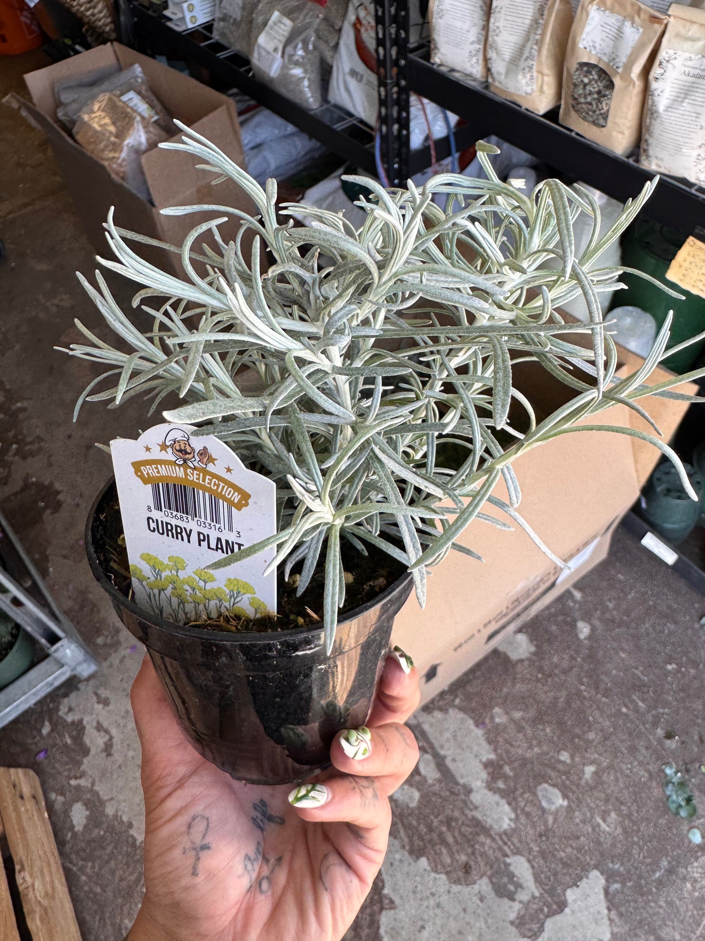 Curry Plant | Garden Seedling