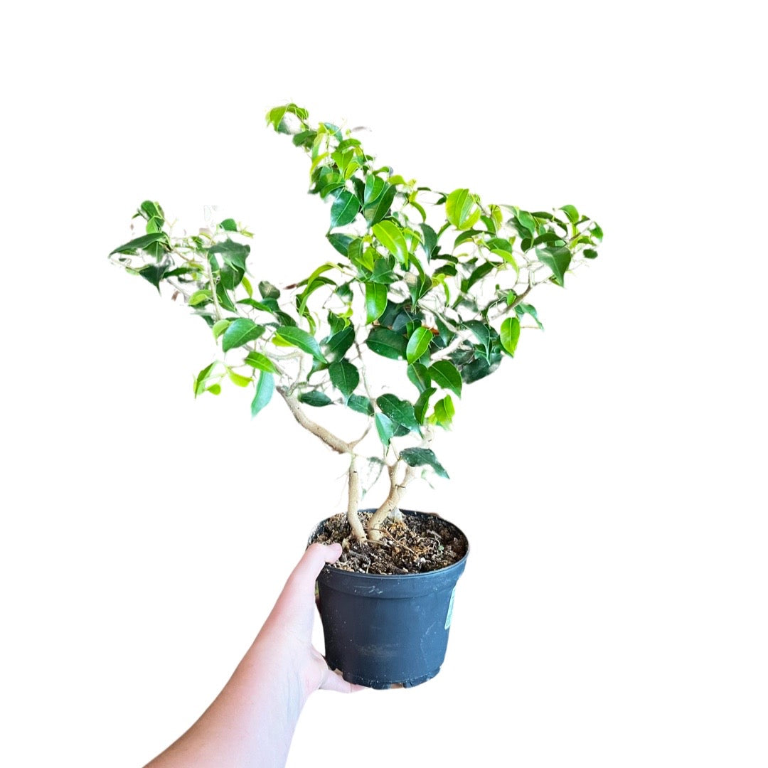 Weeping Fig | Ficus