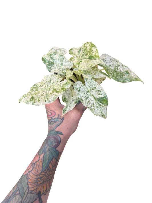 Alocasia | odora batik variegated