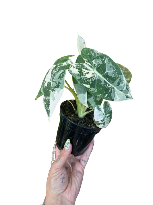 Alocasia | micholitziana variegated