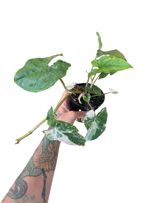 Syngonium |  Arrowhead Albo variegated